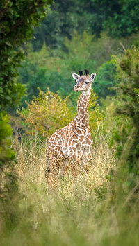 The African prairie may disappear 17