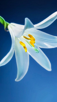 成功的花