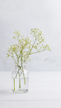 Paniculata branches in glass bottle on white wood floor