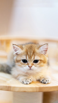 Cute British Longhair cat indoor