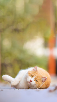Inventory of different sleeping positions of cats 1