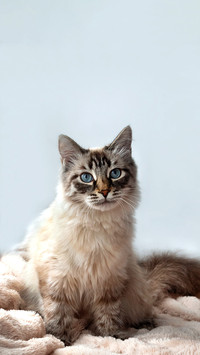 Furry kitten of seal lynx point color with blue eyes