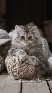 猫咪喜欢你的表现