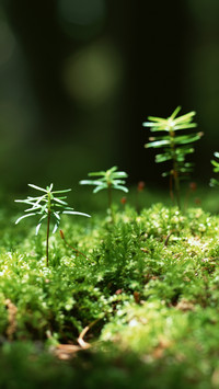 湿地里的苔藓