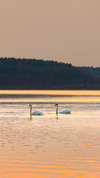 Lake landscape with swimming swans at colorful sunset