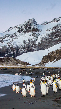 Antarctic penguin 3