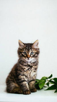 A cheerful striped kitten sits on a white table