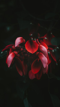 Macro  (17)