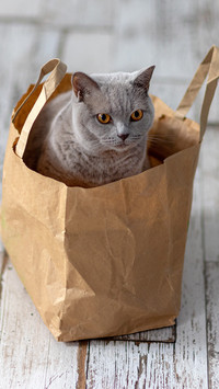 The cat in the bag