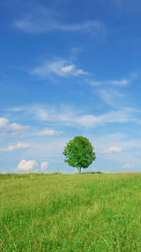 Green grass and blue sky