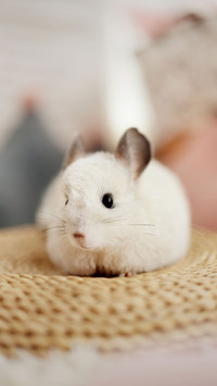 Novel and unpopular pets