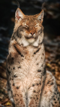 调皮的猞猁