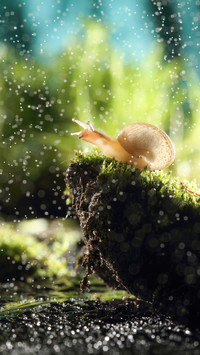 Spring Rain and Clear Brightness of All Things 5