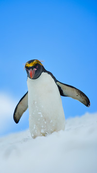 The magical feathered bird