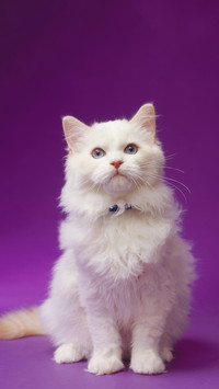 The Color and Personality of Cats 8