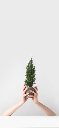 Fresh Potted Plants-PAIXIN