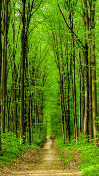 Eye-friendly forest wallpapers