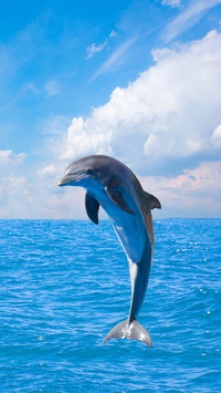 Sea creature-03