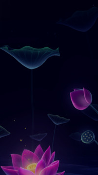 夜荷