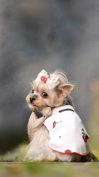 Disfavored dog market