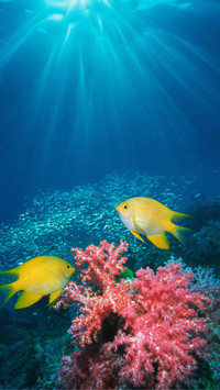 The reason for coral reef bleaching is actually