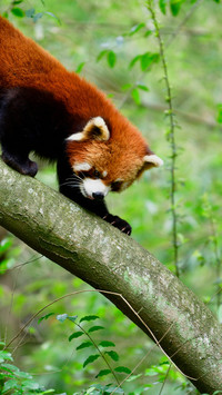 The red pandas are playing merrily in the forest