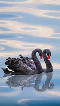 Three types of swans gather in Nanhaizi 8