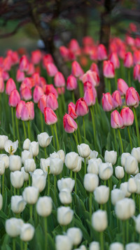 Tulips are in full bloom in taiziwan in march