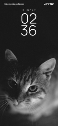 Cute Cat