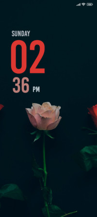Pink Red Roses