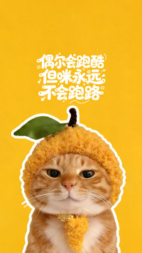 如何养出粘人小猫
