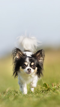 Healthy dog outdoors in the nature on a sunny day