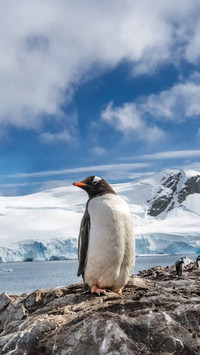Penguin Standing on A Rock by The Sea