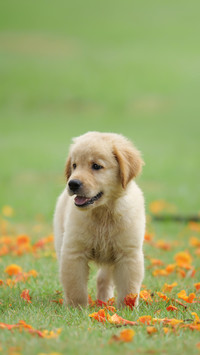 Puppy Dog Golden Retriever on the Park