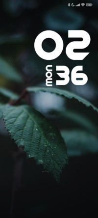 Rainy Leaves
