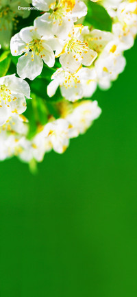 Blossom Tri