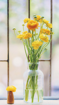 How to Choose Home Plants 4