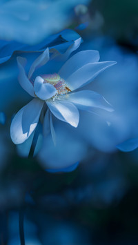 Dream lotus 2