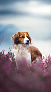 服务犬有哪些种类？