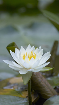 花中睡美人睡莲