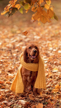 Spaniel