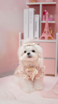 Dog world nova marzis dog 3