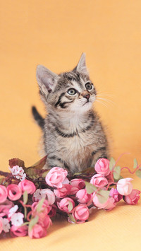Meow star 5 peoples favorite toys