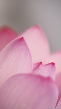 以花赋诗，以诗明志