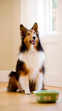 充满灵性的牧羊犬