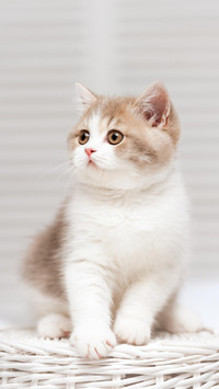 篮子里的小猫