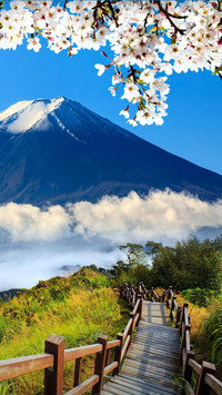 樱花树下我只爱你