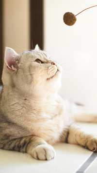 如何教育你的猫宝贝