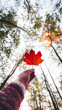 A leaf knows autumn