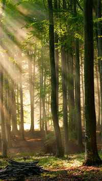 Forest Green Path